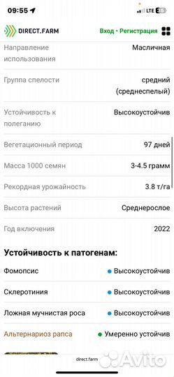 Семена ярового рапса. Рапс яровой