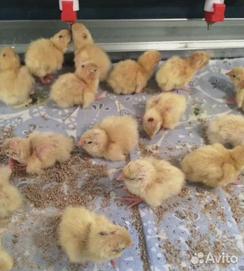 Перепел техасский