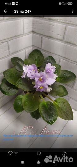 Сортовые фиалки