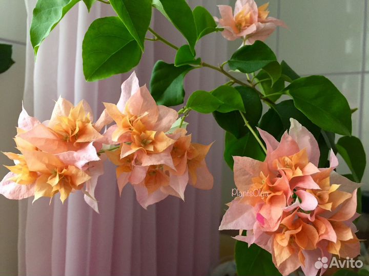 Бугенвиллия