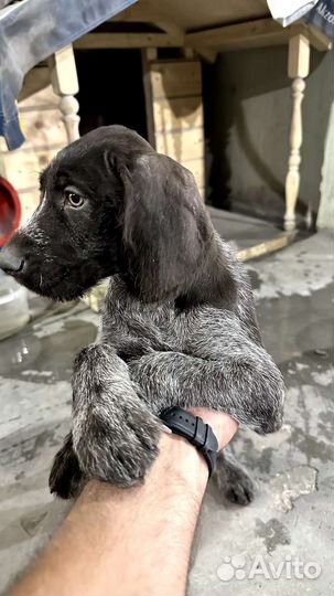 Собаки щенки немецкий Дратхар