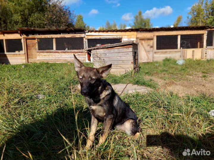 Метис малышка