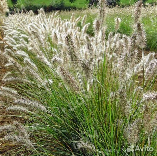 Мискантус китайский Зебрина Пеннисетум лисохвостый