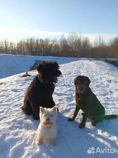 Передержка Дрессировка Кинолог Хендлер Зоопсихолог