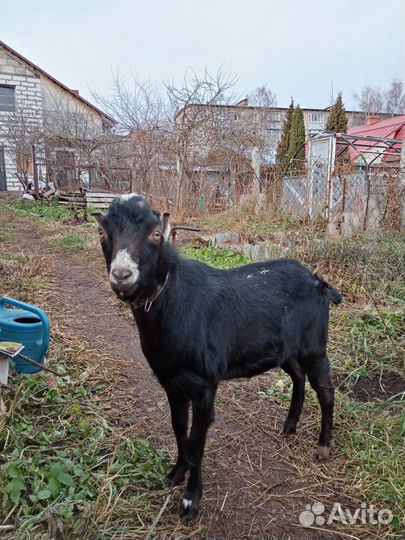 Козел на случку (не продается), козлята на продажу