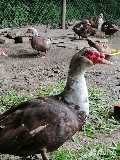 Яйцо мускусных индоуток