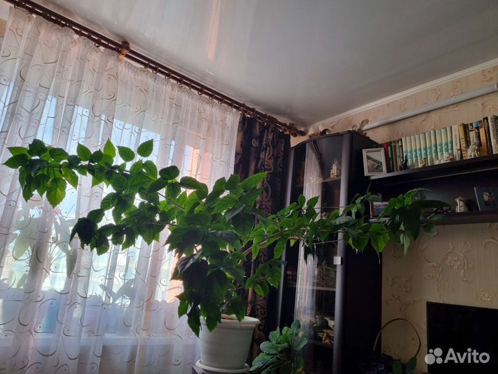 Гибискус китайская роза