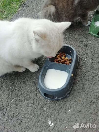 Котик и кошки в добрые руки