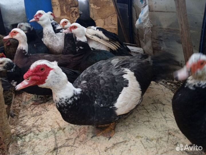 Селезень индоутки