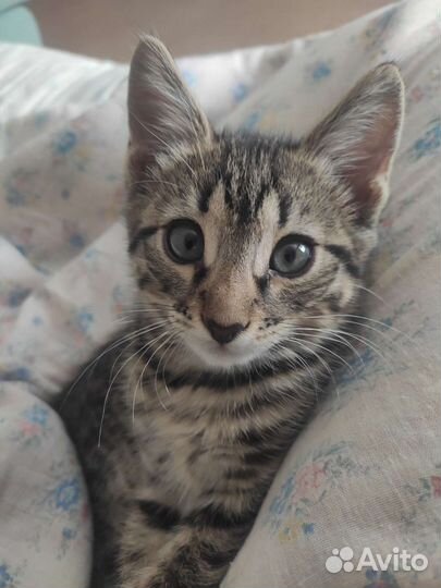 Котята мейн-кун