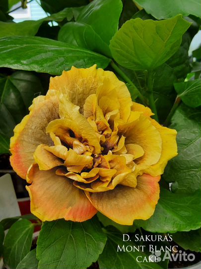 Гибискус сортовой 2