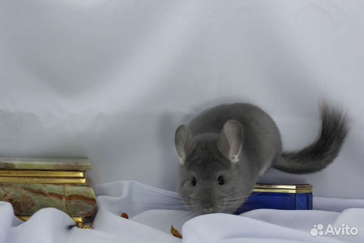 Шиншилла фиолетовая ангора и другие фиолеты