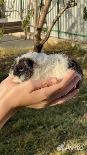 Самцы морской свинки Тедди