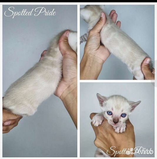 Элитные Бенгальские котята Снежный Линкс