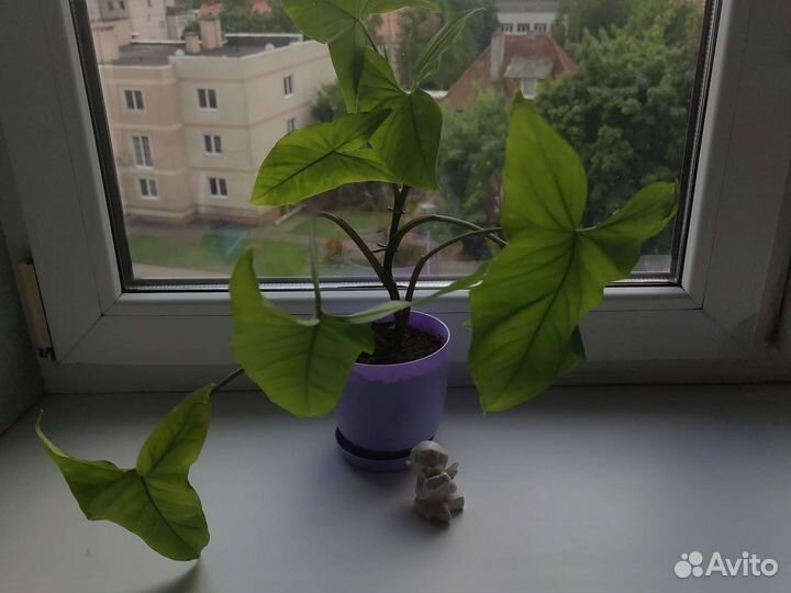 Сингониум, молочай, фиалки, каланхоэ