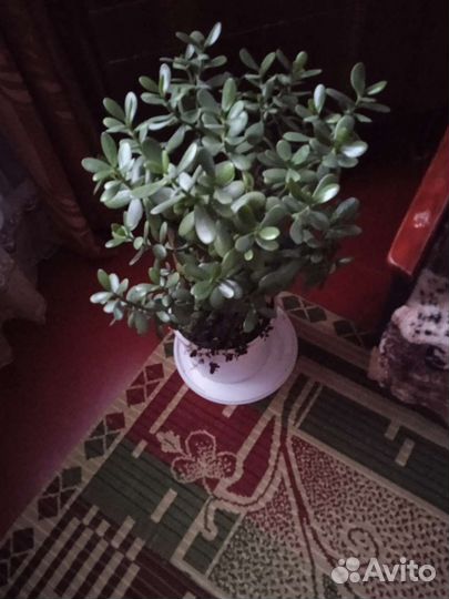 Комнатный цветок 