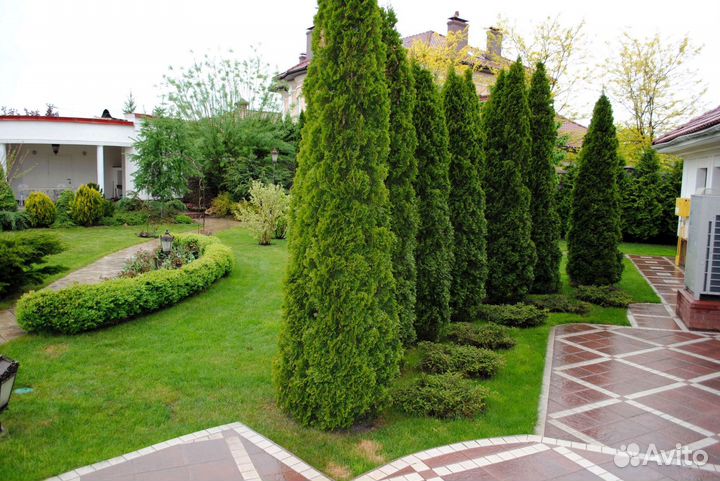 Туи зеленые