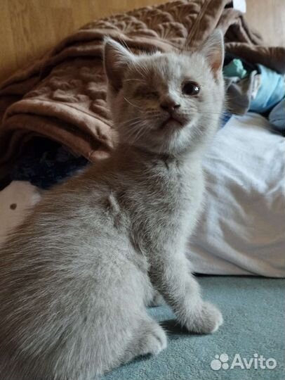 Особенный котенок