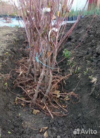 Саженцы абрикос