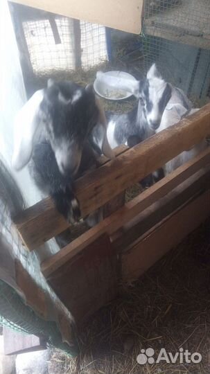 Козлята молочные