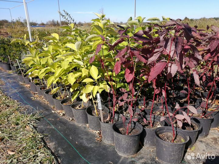 Дерен саженцы