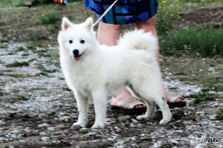 Щенки япошечки