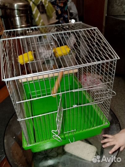 Клетка для среднего попугая