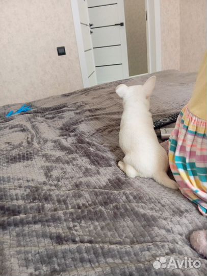 Щенки чихуахуа