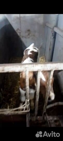 Телята бычки