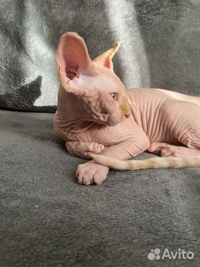 Сфинкс 3 месяца