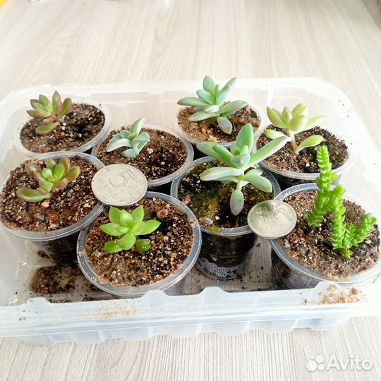 Суккуленты