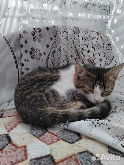 Котята дворовые