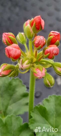 Ред-пандора,тюльпановидная пеларгония