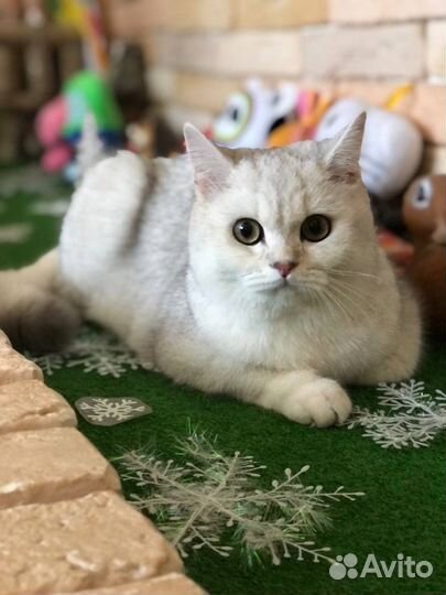 Коты в добрые руки