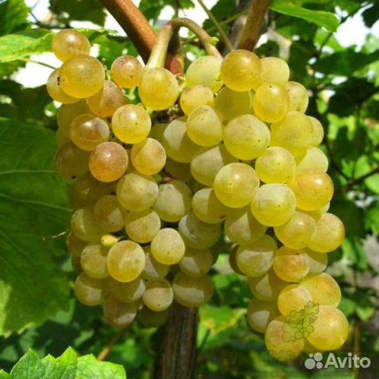 Саженцы винограда, абрикоса, смородины