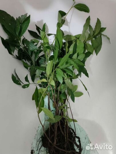 Саженцы лавра благородного