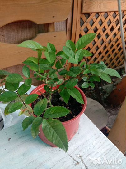 Сингониум,хавортия, алое