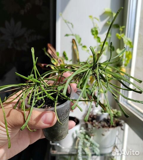 Много комнатных растений