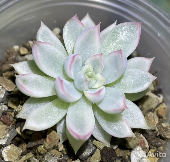 Суккуленты вариегатные