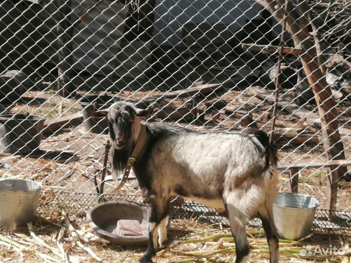 Козел породы альпийской и ламанчий (покрыть 1000)