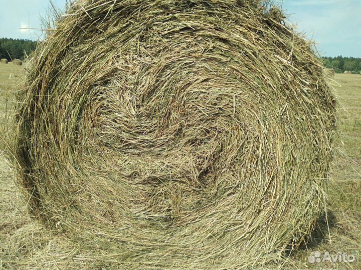 Сено