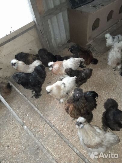 Петух китайский шелковый