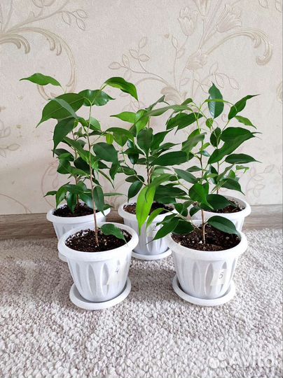 Фикусы Бенджамин Наташа в горшочках