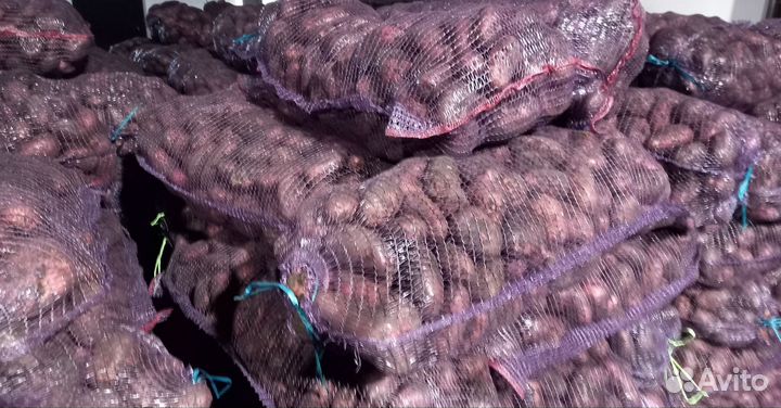 Картофель оптом от производителя