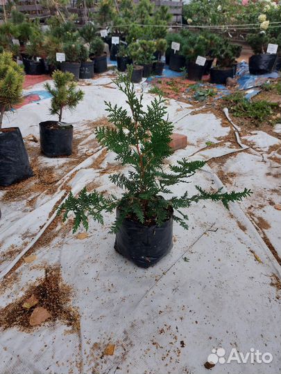 Туя Спиралис