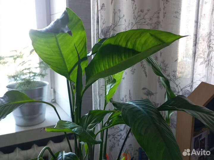 Спатифиллум