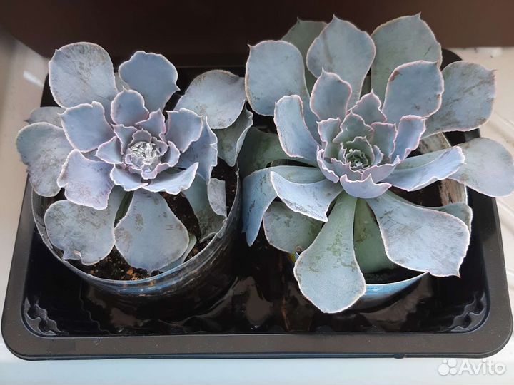 Каменный цветок Эхеверия