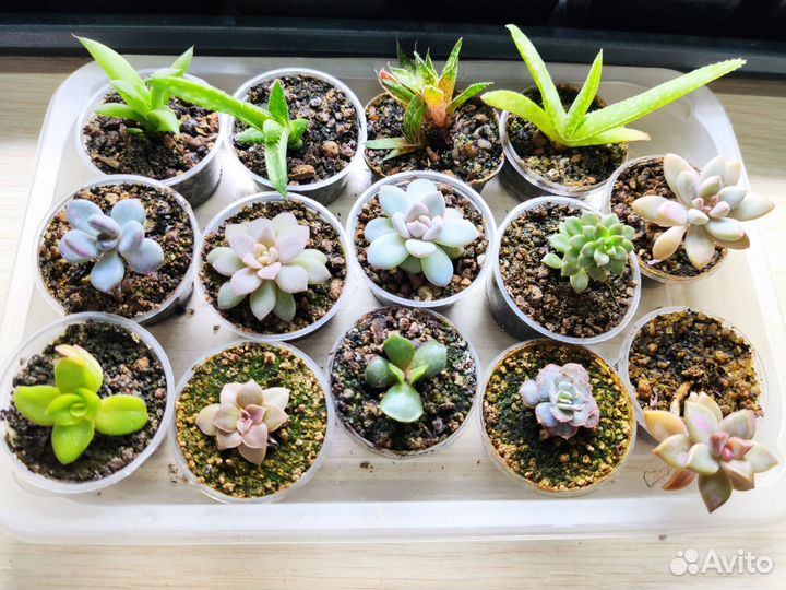 Суккуленты: эхеверия, крассула, адромискус, седум