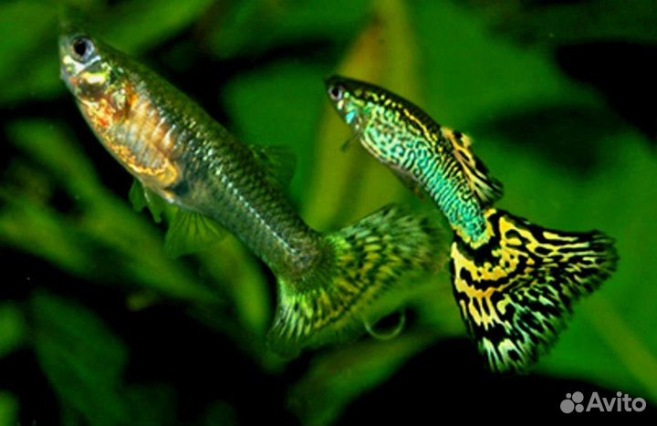 Аквариумные рыбки гуппи