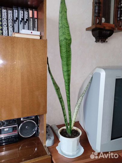 Сансевиерия